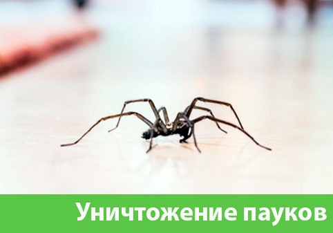 Избавиться от пауков в городе Барнаул