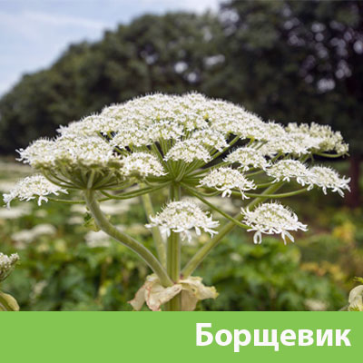 Борщевик в Барнауле
