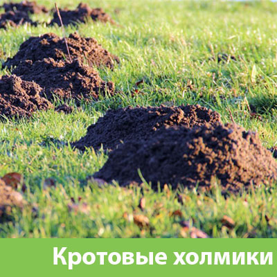 Кроты на участке в Барнауле