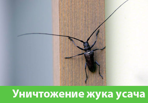 Обработка от жука усача в городе Барнаул