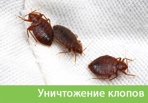 Уничтожение клопов в городе Барнаул