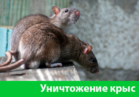 Уничтожение крыс в городе Барнаул