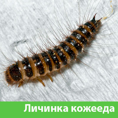 Личинка Кожееда в Барнауле