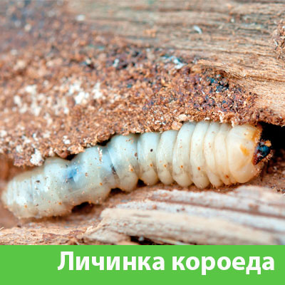 Уничтожение личинок короеда в Барнауле