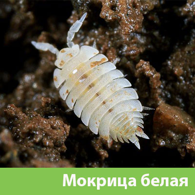 Мокрица в Барнауле фото
