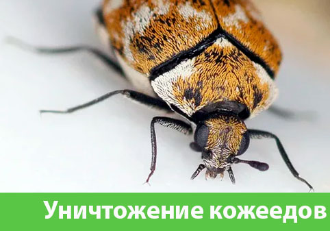 Обработка от кожееда в городе Барнаул 