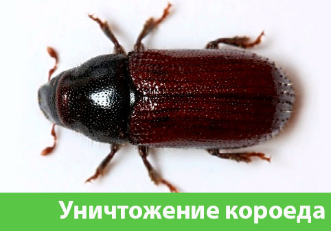 Обработка от древоточца в городе Барнаул