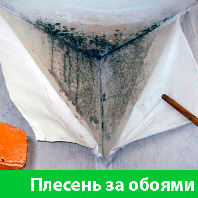 Удаление плесени в Барнауле