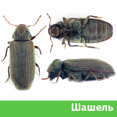 Обработка от шашеля в городе Барнаул
