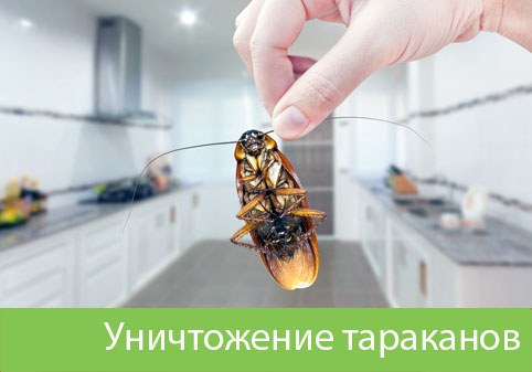 Уничтожение тараканов в городе Барнаул