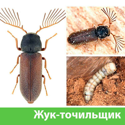Уничтожение точильщика и личинок в Барнауле