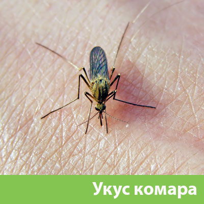 Укусы комаров в Барнауле