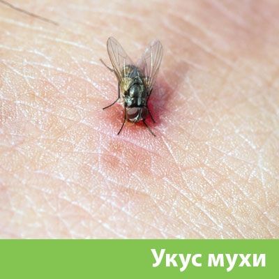 Уничтожение мух в Барнауле