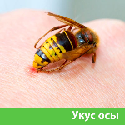 Профессиональное уничтожение ос и шершней в Барнауле