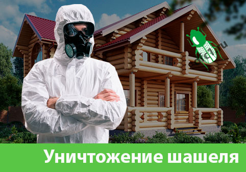 Уничтожение шашеля и личинок в Барнауле