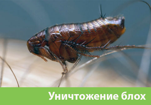 Уничтожение блох в городе Барнаул
