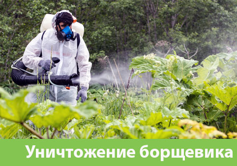 Уничтожение Борщевика в городе Барнаул