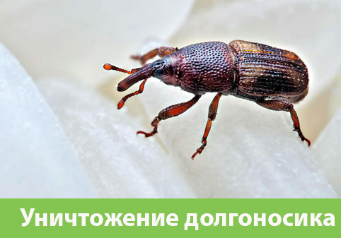 Уничтожение долгоносиков в городе Барнаул