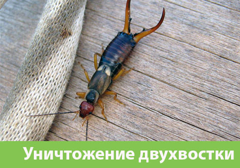 Уничтожение двухвостки в городе Барнаул