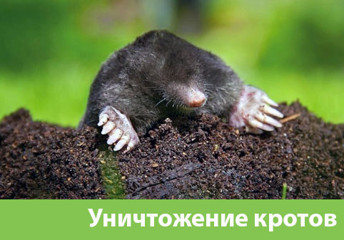 Уничтожение кротов в городе Барнаул