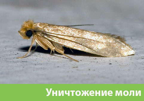 Уничтожение моли в городе Барнаул 