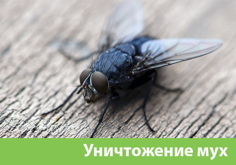 Уничтожение мух в городе Барнаул