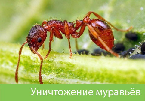 Уничтожение муравьёв в городе Барнаул