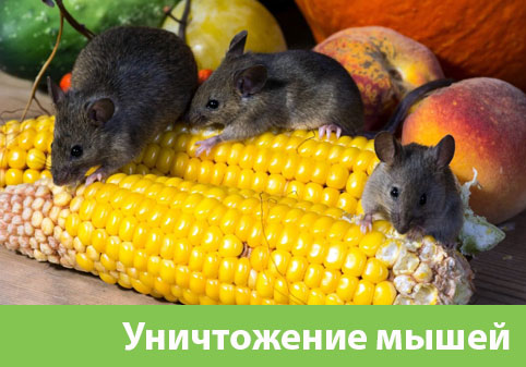 Уничтожение мышей в Барнауле