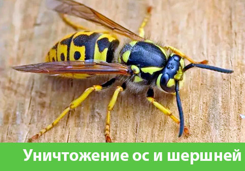 Уничтожение ос и шершней в городе Барнаул